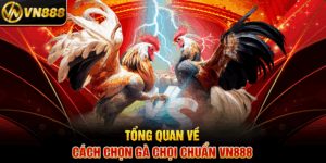 Tổng Quan Về Các Loại Kèo Đá Gà Hot VN888